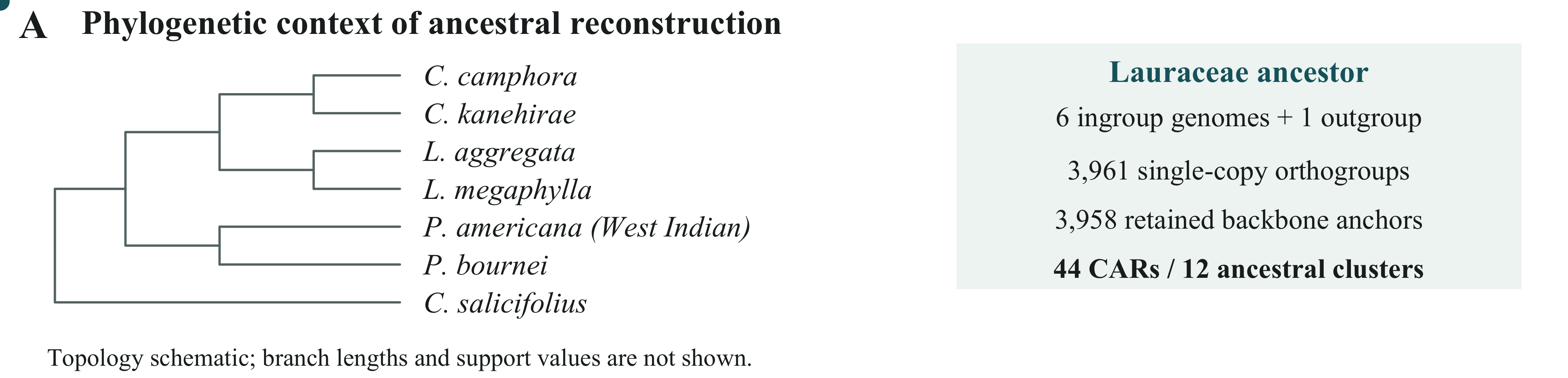 A · Phylogenetic context