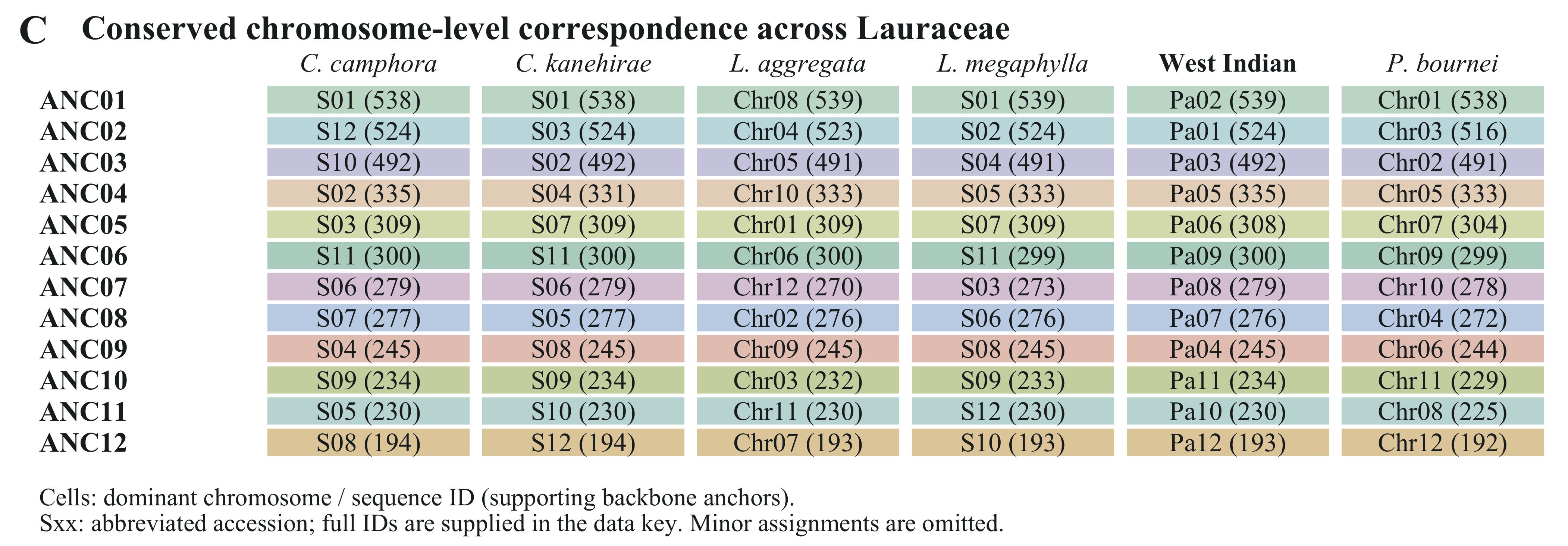 C · Extant chromosome correspondence