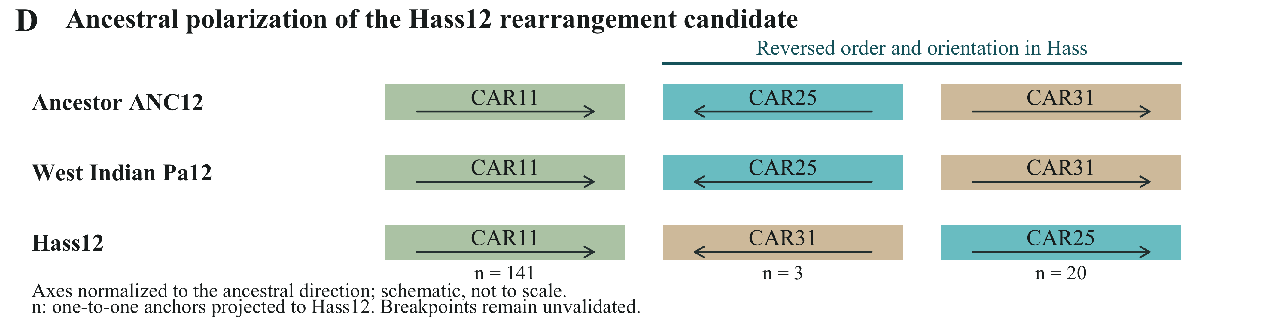 D · Hass12 rearrangement polarization