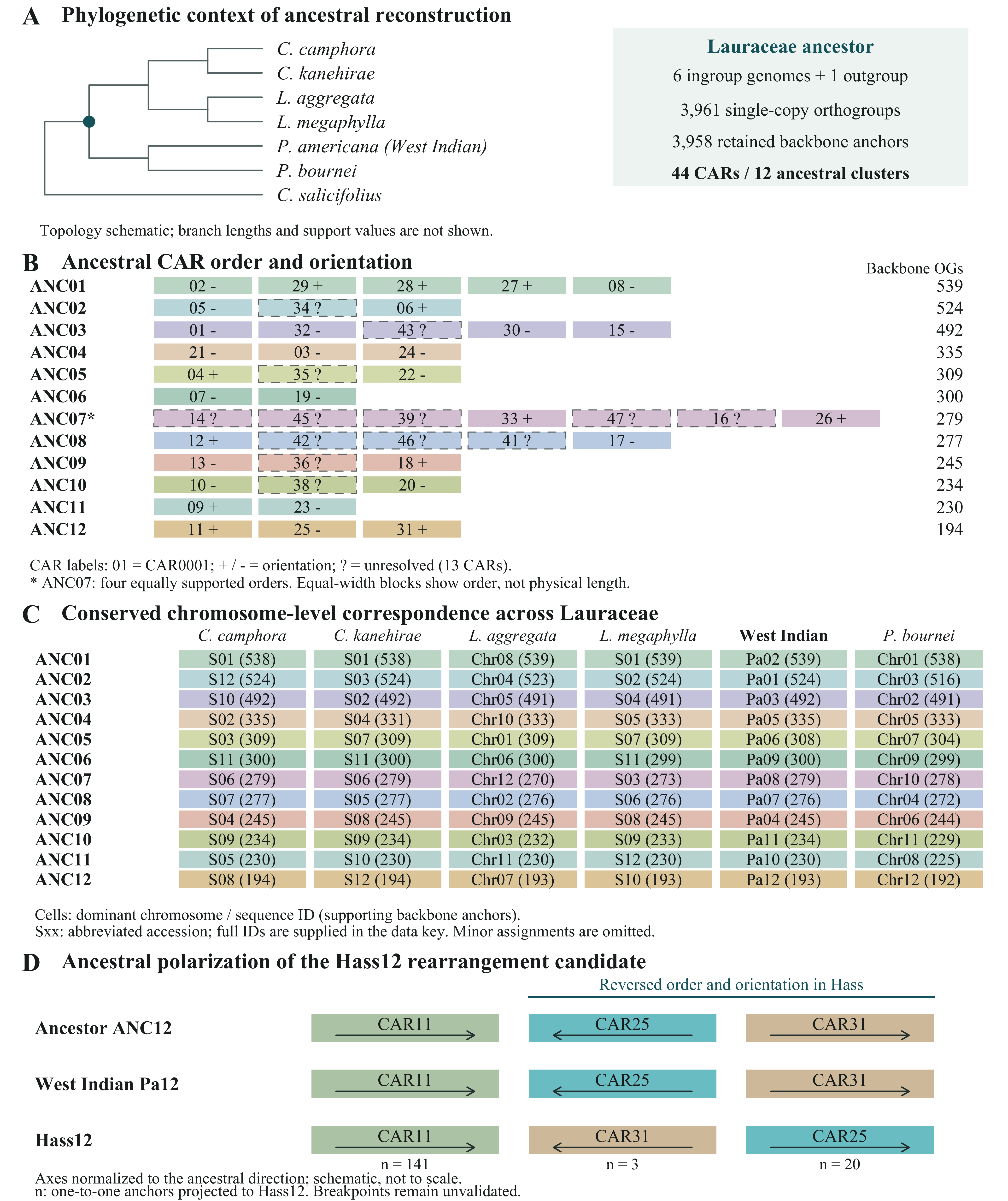 Lauraceae ancestral chromosome framework
